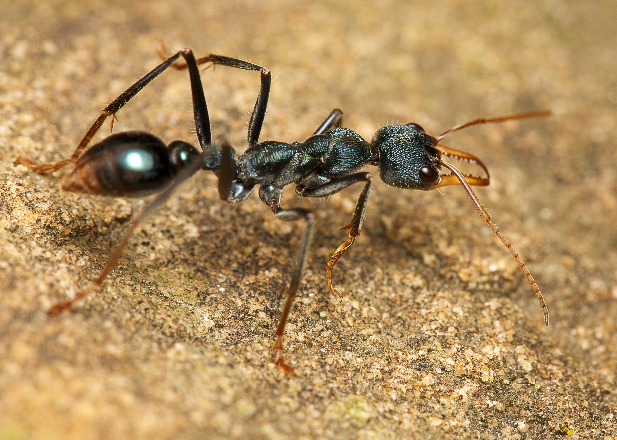 Bull ant