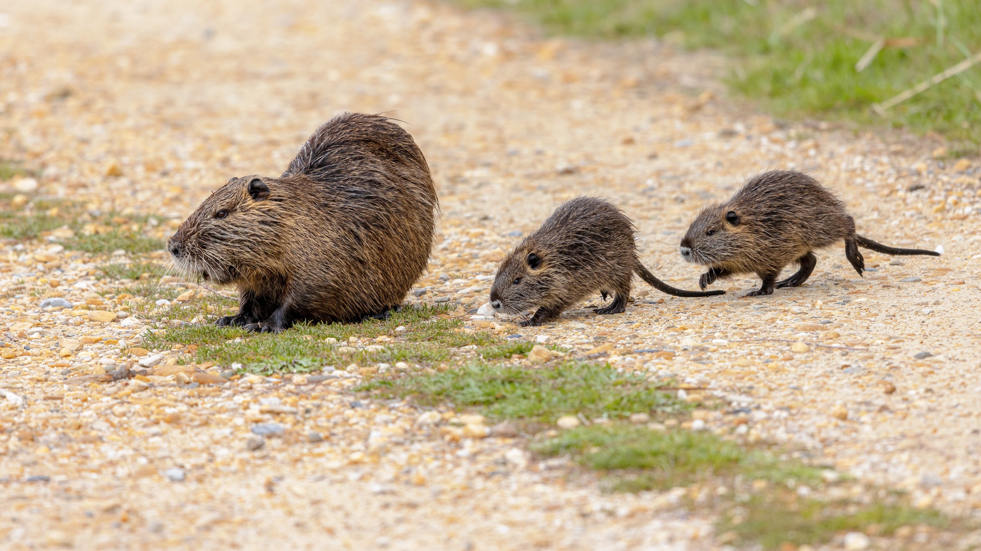 Nutria aquatic rodent with young