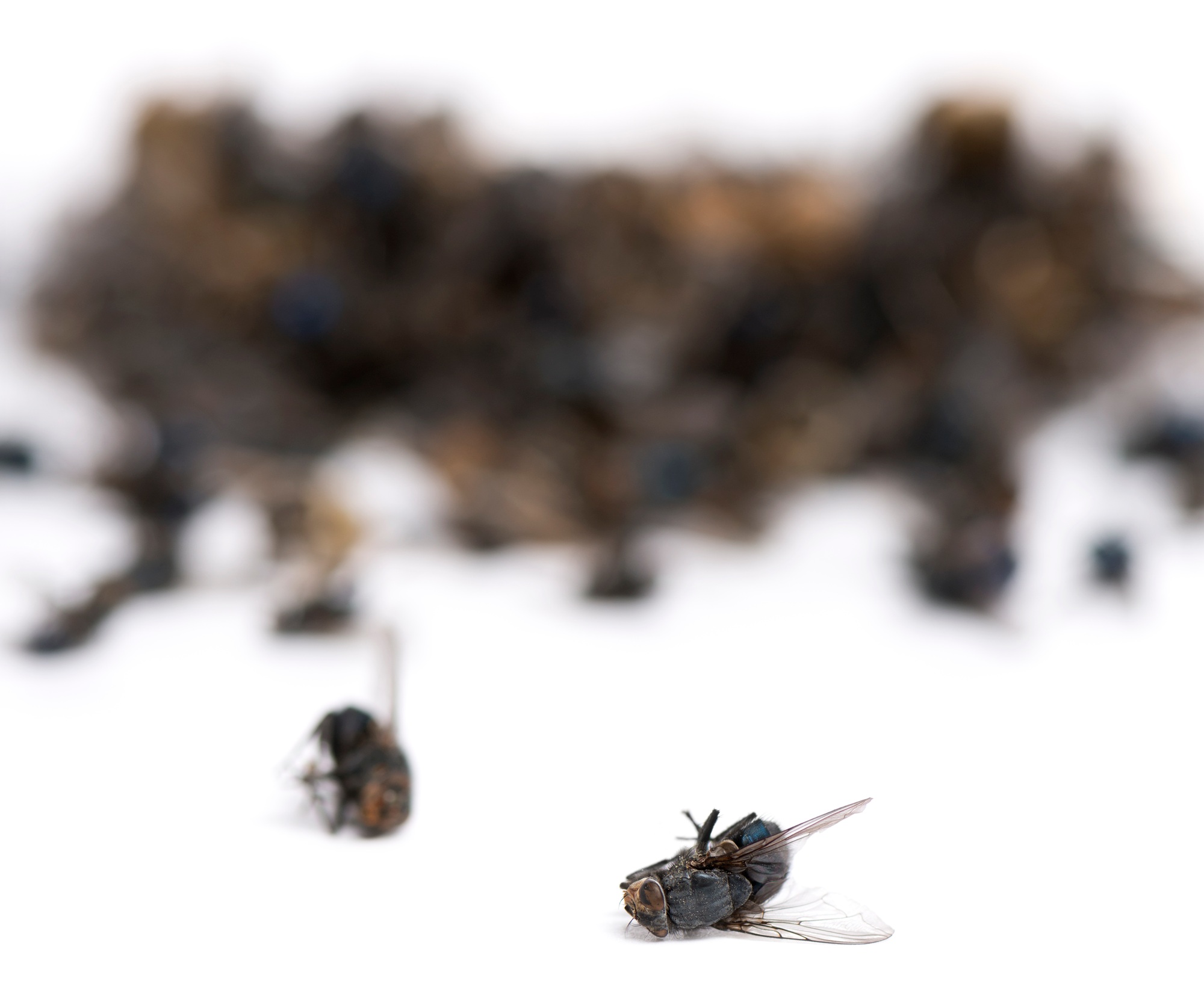 Stack of dead flies and wasps, isolated on white
